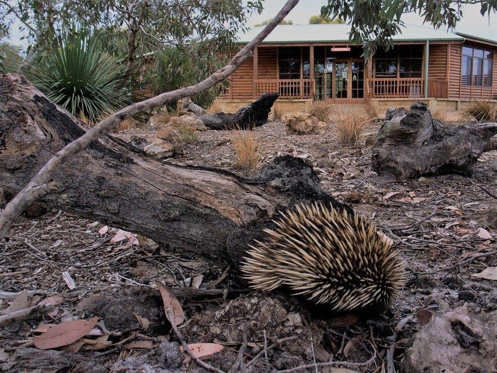 Kangaroo Island Wilderness Retreat 플린더스체이스 외부 사진